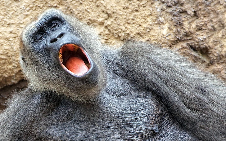 black primate, monkey, yawn, sleep, nap, HD wallpaper