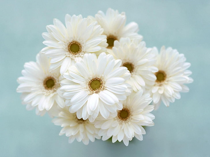 흰 꽃, 거베라, 꽃, 꽃다발, 흰색, 부드러운, HD 배경 화면