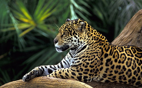 Jaguar in Amazon Rainforest, amazon, jaguar, rainforest, tigers, HD wallpaper HD wallpaper