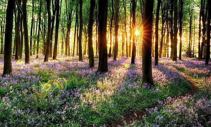 Earth, Forest, Flower, Purple Flower, Spring, Sun, Sunbeam, Sunlight, Sunshine, HD wallpaper
