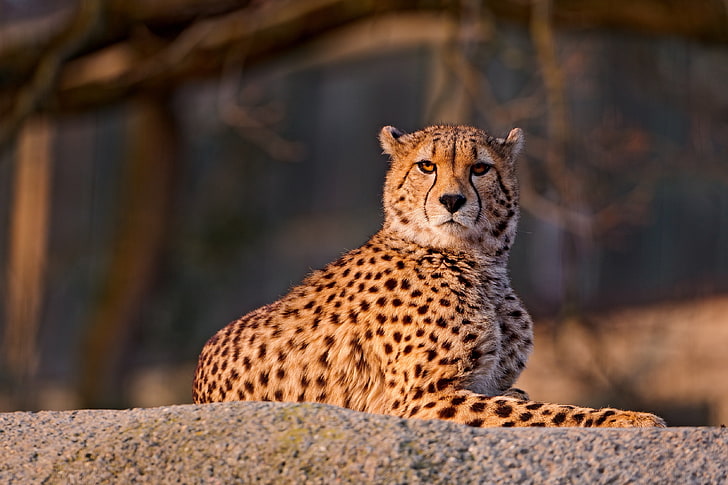 animal leopardo, guepardo, depredador, abajo, gato grande, manchado, Fondo de pantalla HD