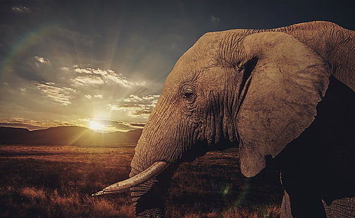 animais elefante, HD papel de parede HD wallpaper