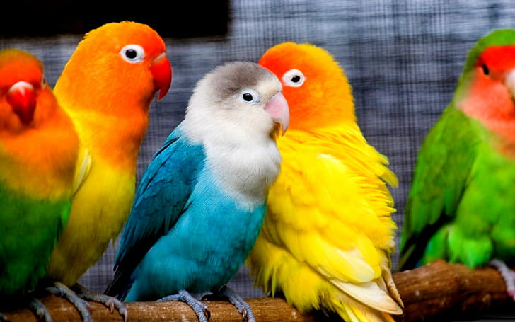 Graziosi parrocchetti, cinque uccelli assortiti, pappagalli, uccelli, parrocchetti, piccoli, colori, animali, Sfondo HD