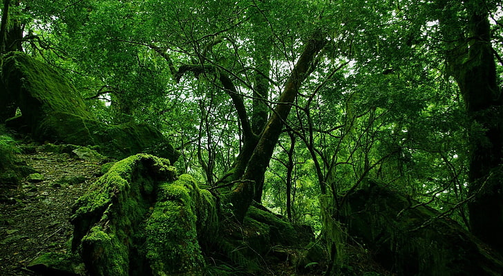 Floresta densa, árvore verde, natureza, florestas, floresta, densa, HD papel de parede