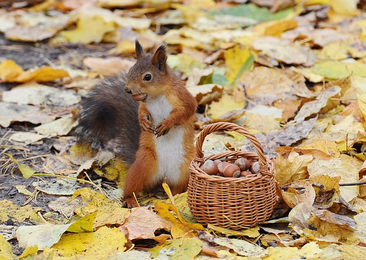 animals, nature, baskets, acorns, squirrel, leaves, HD wallpaper