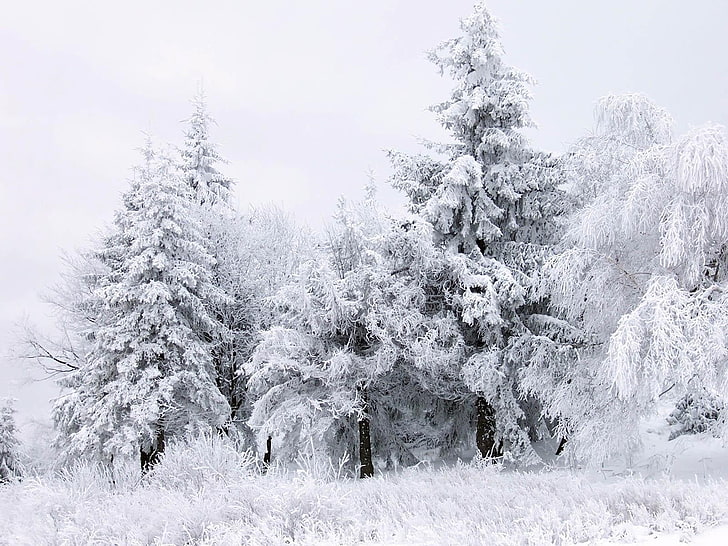 buz, ağaçlar, kış, doğa, manzara, kar, beyaz, orman, HD masaüstü duvar kağıdı
