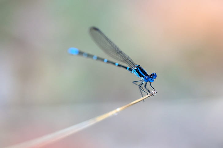 macro, insect, animals, dragonflies, blue, HD wallpaper