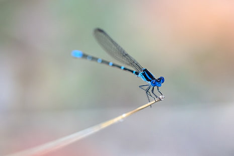 macro, insetto, animali, libellule, blu, Sfondo HD HD wallpaper