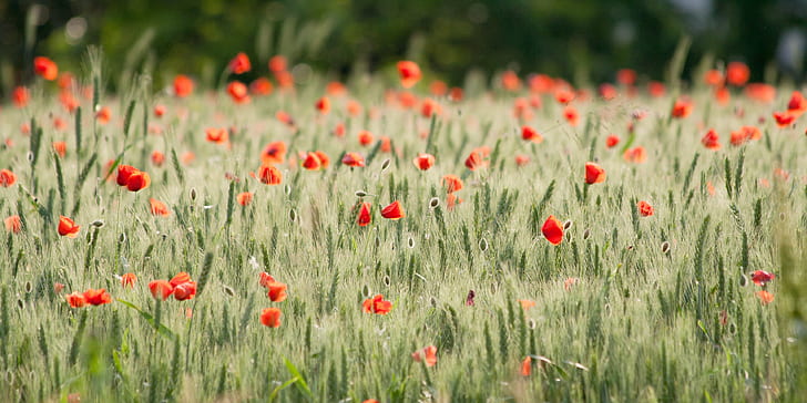 close-up photo of orange petaled flowers, wheat, wheat, Wheat Field, explored, close-up, photo, orange, flowers, poppies, poppy, papaver, red  field, campo, grano, arzergrande, nature, red, flower, summer, meadow, field, plant, outdoors, grass, springtime, rural Scene, season, beauty In Nature, HD wallpaper
