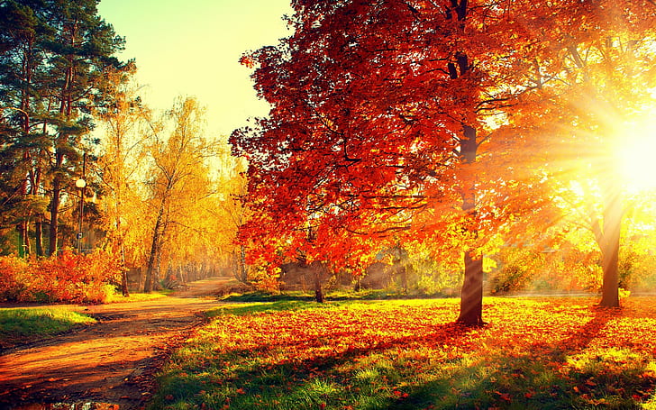 Colorful Park Trees, Nature, forest, park, trees, leaves, colorful, road, PATH, Autumn, fall, colors, walk, HD wallpaper