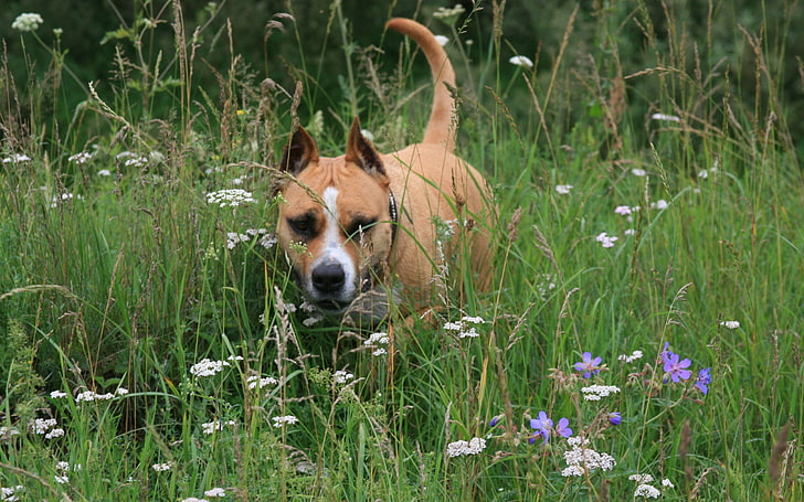الكبار تان والأبيض الأمريكي حفرة الثور الكلب ، ستافوردشاير ترير ، الكلب ، الجري ، العشب ، الوجه، خلفية HD