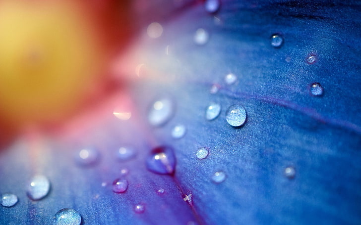 water droplets, flowers, macro, water drops, blue flowers, HD wallpaper