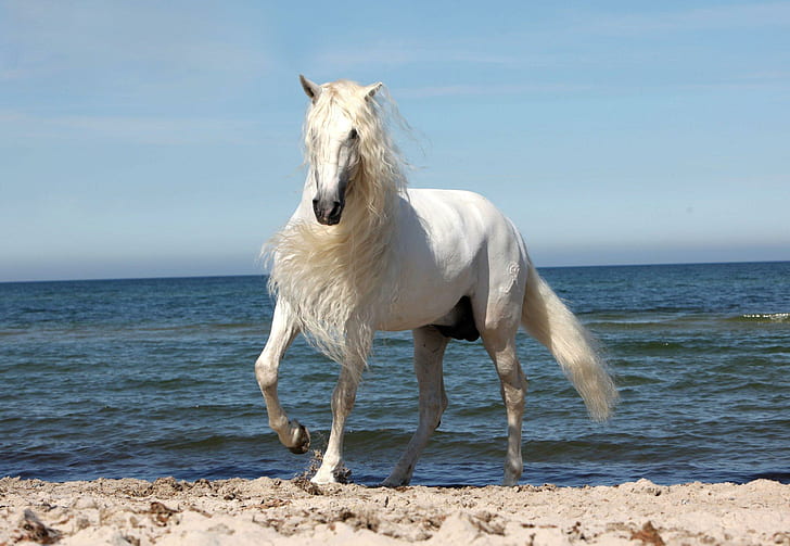 The Most Beautiful God's Creature, creature, horses, spanish, grey, andalusian, white, animals, HD wallpaper