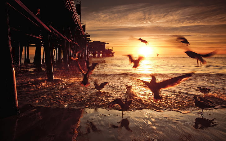 Matahari terbenam, burung, jembatan, Amerika Serikat, California, Matahari terbenam, Burung, Jembatan, Amerika, Amerika Serikat, California, Wallpaper HD
