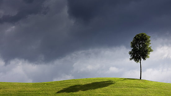 bidang rumput putih dan hijau, alam, lanskap, pohon, bayangan, awan, bukit, lapangan, rumput, daun, langit, Wallpaper HD HD wallpaper