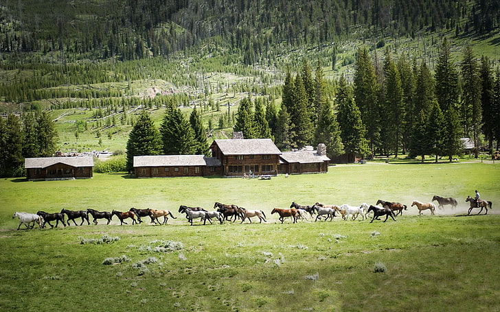 banyak kuda, pemandangan, kuda, rumah, pohon, hewan, alam, Wallpaper HD