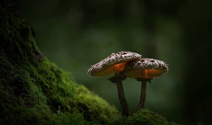 due funghi marroni, muschio, verde, natura, piante, fungo, profondità di campo, Sfondo HD