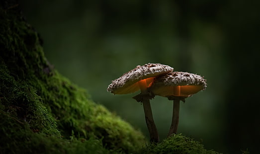 два коричневых гриба, мох, зелень, природа, растения, гриб, глубина резкости, HD обои HD wallpaper