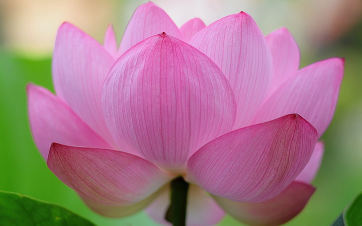 Pink lotus flower macro-Plants HD wallpaper, pink lotus flower, HD wallpaper