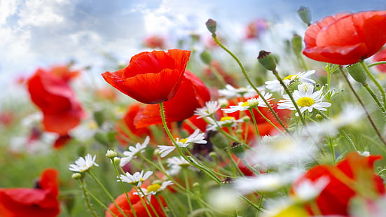 wildflowers, 4k, Poppy, 8k, 5k, meadows, HD wallpaper HD wallpaper