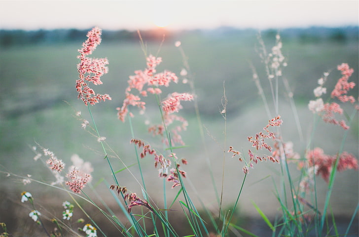 ฤดูร้อน, ดวงอาทิตย์, ระยะชัดลึก, ดอกไม้, วอลล์เปเปอร์ HD