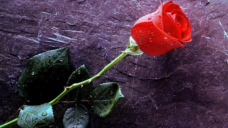 czerwona róża, kwiaty, róża, krople wody, Tapety HD