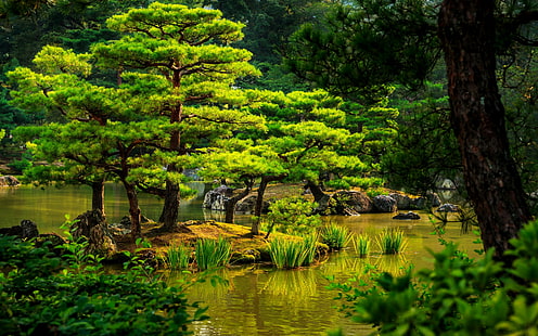 Japonya, kyoto, bahçe, yeşil ağaç, japonya, kyoto, bahçe, gölet, yeşillik, kayalar, çalılar, sazlık, ağaçlar, HD masaüstü duvar kağıdı HD wallpaper