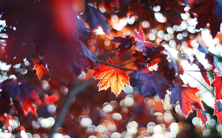 Daun musim gugur, daun maple merah, Musim Gugur, Daun, Merah, Maple, Wallpaper HD
