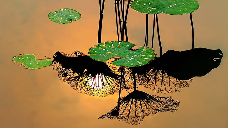 Withered lotus leaf on lake-2015 Bing theme wallpa.., HD wallpaper