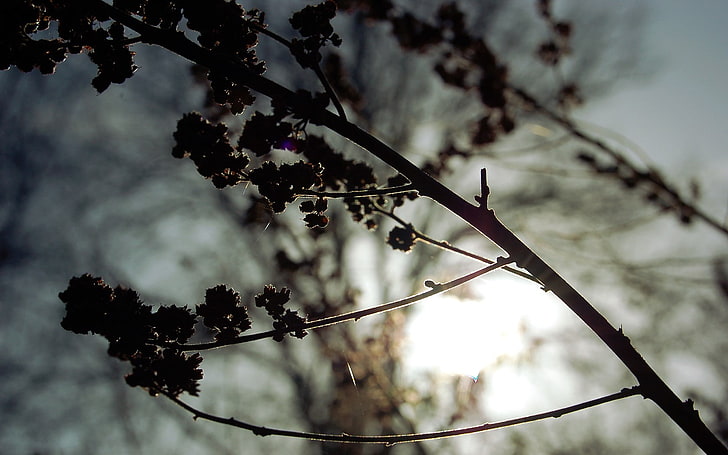 photography, nature, plants, depth of field, branch, silhouette, HD wallpaper
