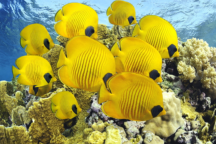 училище от жълти риби Танг, риба, форма, под вода, море, океан, HD тапет