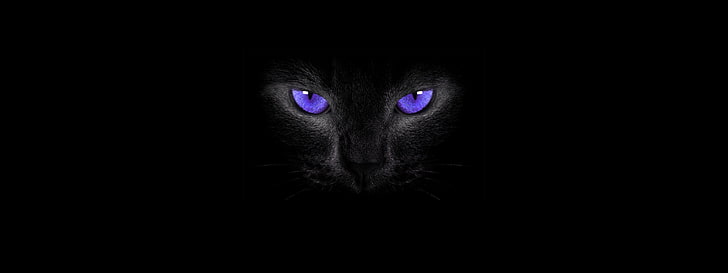 Черни котки, котка, котешки очи, прост фон, опушени очи, HD тапет