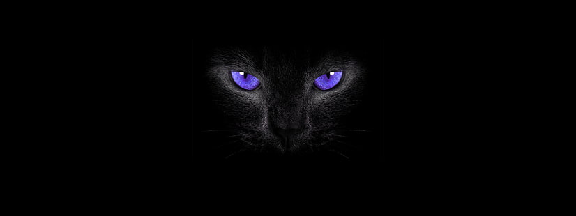 Gatos pretos, gato, olhos de gato, fundo simples, olhos esfumaçados, HD papel de parede HD wallpaper