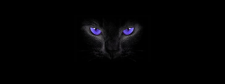 Katzenaugen, einfacher Hintergrund, Katze, schwarze Katzen, rauchige Augen, HD-Hintergrundbild