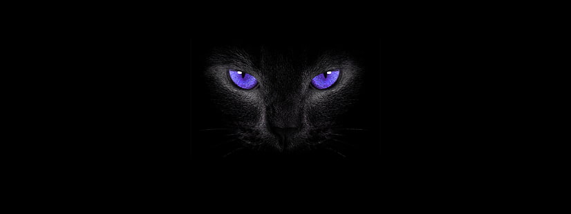 yeux de chat, fond simple, chat, chats noirs, yeux enfumés, Fond d'écran HD HD wallpaper