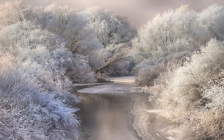 árboles blancos, naturaleza, paisaje, río, bosque, nieve, invierno, heladas, blanco, luz del día, frío, Fondo de pantalla HD