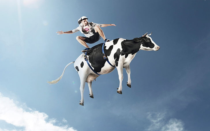 sapi putih dan hitam, pria, sapi, skateboard, humor, Wallpaper HD