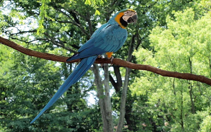 blue and yellow parrot, parrot, macaw, bird, branch, tail, sitting, color, forest, HD wallpaper