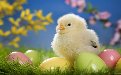 Easter Chicken, yellow chick, easter, grass, chick, holiday, animals, HD wallpaper HD wallpaper