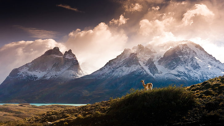 brown llama, nature, landscape, mountains, clouds, trees, forest, water, Chile, lake, snow, hills, grass, animals, llamas, Torres del Paine, HD wallpaper