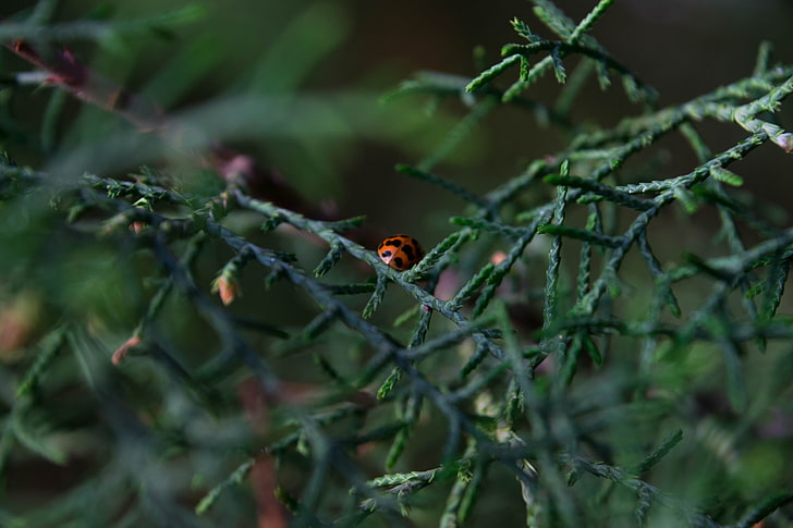 plants, nature, ladybugs, HD wallpaper