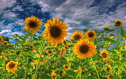Тапет за слънчогледово поле Красиви цветя Снимки Тапет за слънчогледово поле, HD тапет HD wallpaper