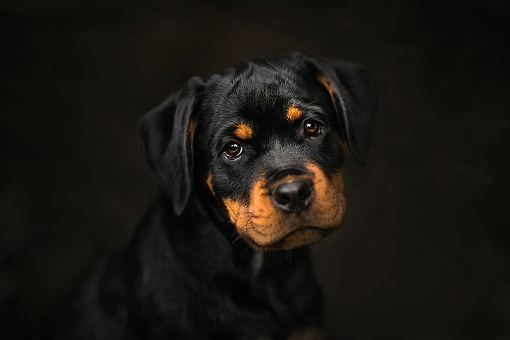 black and tan short-coated puppy, dark, dog, animals, portrait, Rottweiler, HD wallpaper