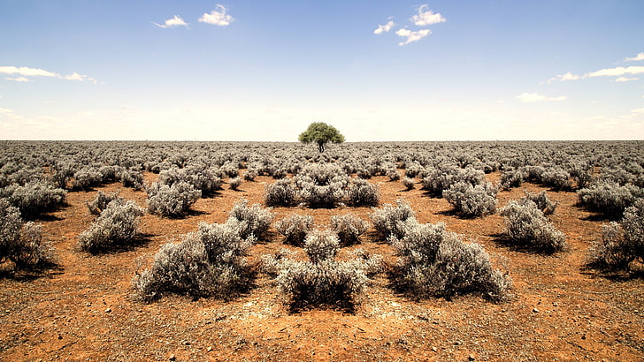 horizon, desert, rocky, plants, barren, shrubs, sandy, HD wallpaper