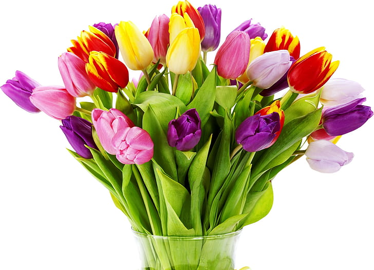 Тюльпаны, цветы, букет, яркие, ваза, белый фон, HD обои