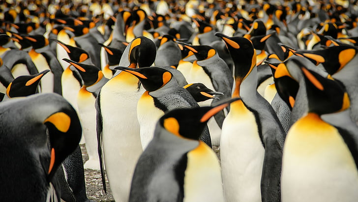 İmparator penguenleri sürüsü, Kral penguenleri, Güney Georgia, kuşlar, 2015 Sony Dünya Fotoğrafçılık Ödülleri, HD masaüstü duvar kağıdı