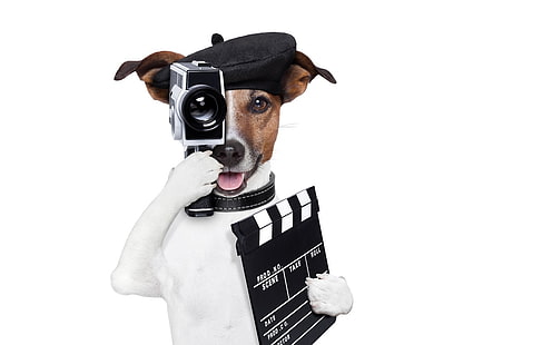 ：D、カメラ、ケイン、黒、足、動物、帽子、ジャックラッセルテリア、面白い、白、犬、 HDデスクトップの壁紙 HD wallpaper
