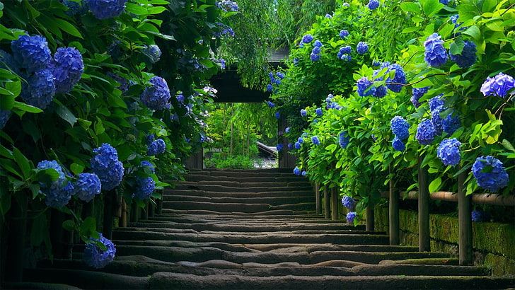 фиолетовые цветы с лепестками и бетонная лестница, лестница, гортензия, листья, цветы, голубые цветы, фотография, природа, синий, HD обои