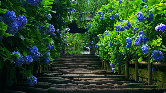 flores de pétalas roxas e escada de concreto, escada, hortênsia, folhas, flores, flores azuis, fotografia, natureza, azul, HD papel de parede HD wallpaper