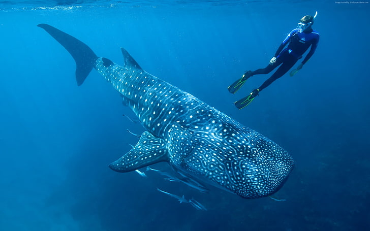 Hiu paus palau India Pasifik-kehidupan Laut HD Wa .., hiu paus, Wallpaper HD